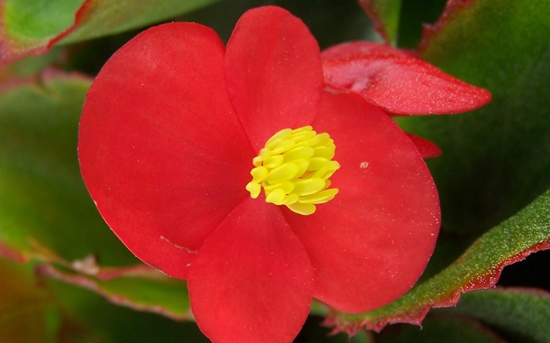 Begonia Prelude
