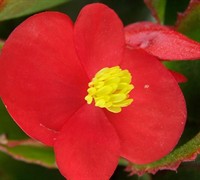 Prelude Red Greenleaf Wax Begonia Picture