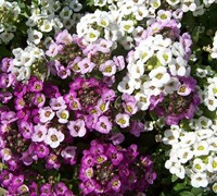 Easter Basket Mix Sweet Alyssum Picture