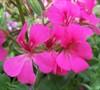 Rose Ivy Geranium