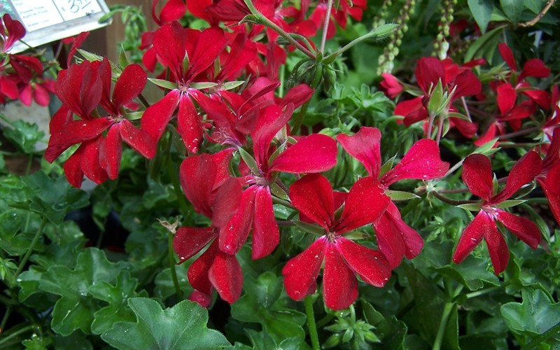 Red Ivy Geranium