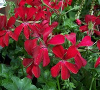 Red Ivy Geranium Picture