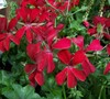 Red Ivy Geranium