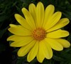 Yellow Marguerite Daisy