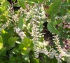Virginia Sweetspire