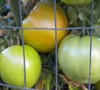 Bhn 602 Tomato
