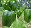 Yummy Bell Pepper