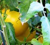Jubilee Tomato