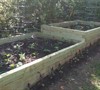 2010 - A few more plants after the raised bed build-out