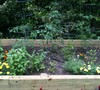 2010 - Plants are starting to fill-in