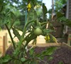 Raised Bed Spring 2011 Picture