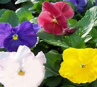 Delta Clear Mix Pansy Picture