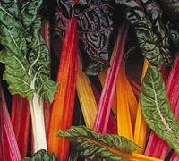 Bright Lights Swiss Chard Picture