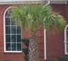 Cabbage Palm Picture