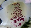 White Foxglove