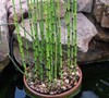 Horsetail Grass Picture