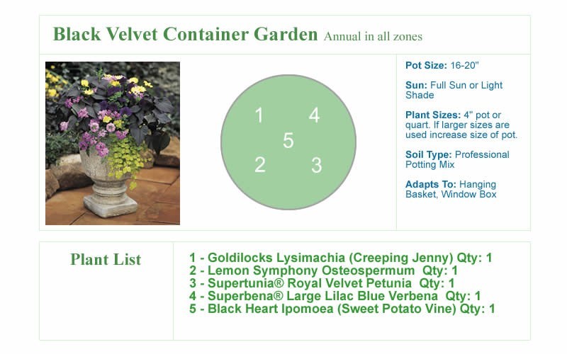 Black Velvet Container Garden Design Black Velvet Container Garden Design