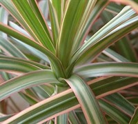 Tricolor Spike Dracaena Picture