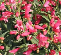 Penstemon 'Red Riding Hood' Picture