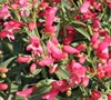 Penstemon Red Riding Hood Picture