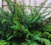 Boston Fern