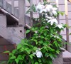 White Clementis