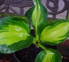 Dream Queen Hosta
