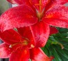 Asiatic lily