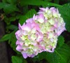 Hydrangea