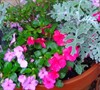 Container garden