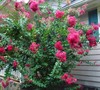 Crepe Myrtle