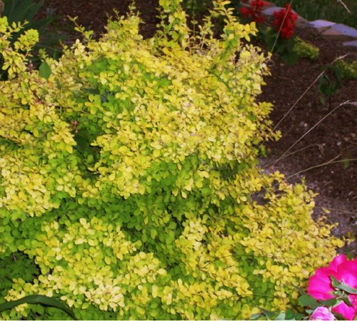 Picture of Golden Barberry