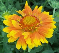 'Oranges And Lemons' Gaillardia - Blanket Flower Picture