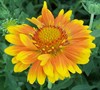 Oranges And Lemons Gaillardia