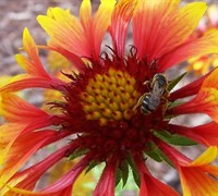 Fanfare Gaillardia Picture