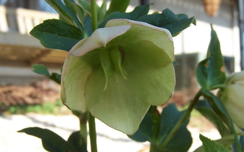 Helleborus Picture