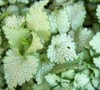 White Nancy Lamium