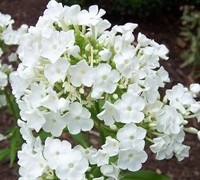 David Garden Phlox Picture