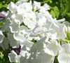 David Garden Phlox Picture
