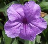 Purple Showers Mexican Petunia