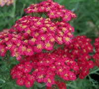 Paprika Yarrow Picture