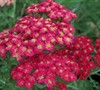 Paprika Yarrow