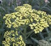 Moonshine Yarrow Picture