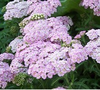 Oertel's Rose Yarrow Picture