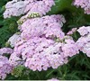 Oertel's Rose Yarrow