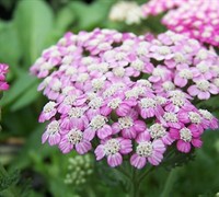 Oertel's Rose Yarrow Picture