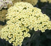 Anthea Yarrow Picture