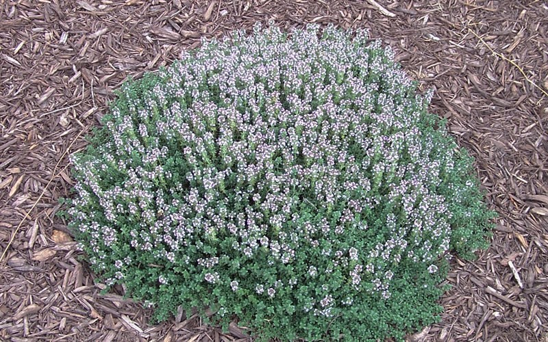 Elfin Creeping Thyme Picture