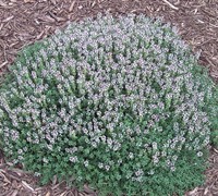 Elfin Creeping Thyme Picture