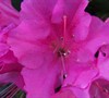 Formosa Azalea